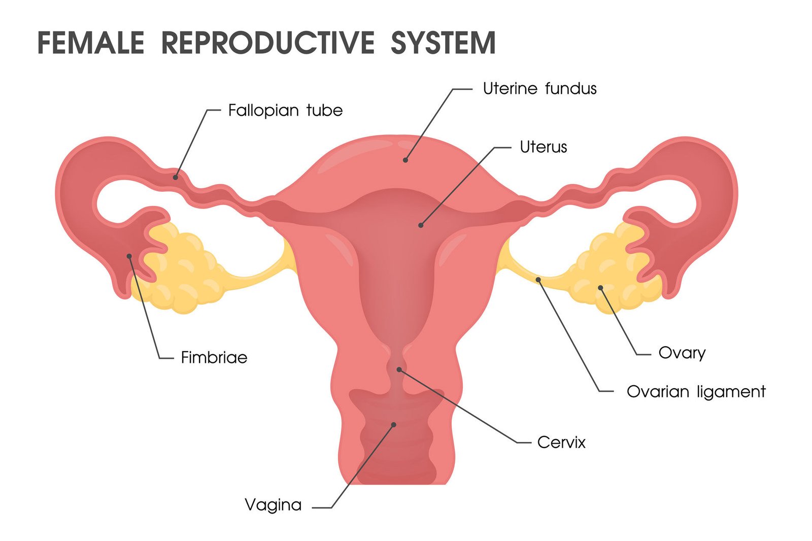 Female Reproductive System: Structure & Function