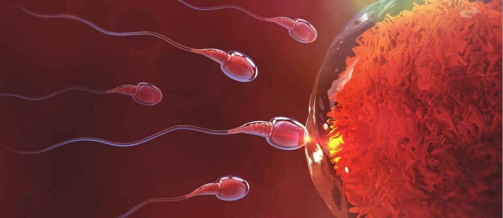 Best Time to Have Intercourse for Getting Pregnant
